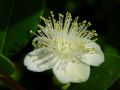 Myrtus communis